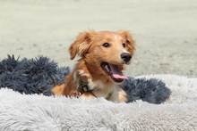 FINN, Hund, Mischlingshund in Hagen - Bild 2