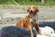FINN, Hund, Mischlingshund in Hagen - Bild 3