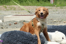 FINN, Hund, Mischlingshund in Hagen - Bild 4