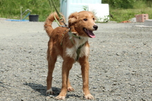 FINN, Hund, Mischlingshund in Hagen - Bild 5