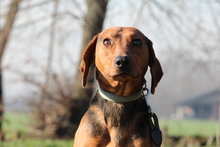 MOON, Hund, Mischlingshund in Hagen - Bild 1