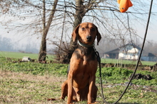 MOON, Hund, Mischlingshund in Hagen - Bild 2