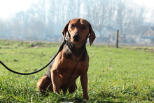 MOON, Hund, Mischlingshund in Hagen - Bild 3