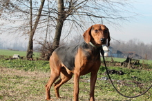 MOON, Hund, Mischlingshund in Hagen - Bild 4