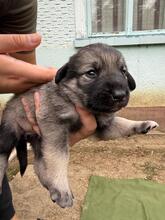 POPPY, Hund, Mischlingshund in Rumänien - Bild 1
