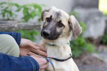 TOBIAS, Hund, Mischlingshund in Ukraine - Bild 1