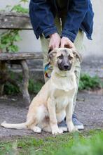 TOBIAS, Hund, Mischlingshund in Ukraine - Bild 2