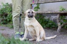 TOBIAS, Hund, Mischlingshund in Ukraine - Bild 3