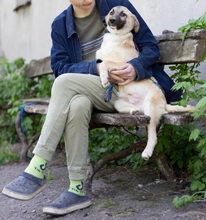 TOBIAS, Hund, Mischlingshund in Ukraine - Bild 4