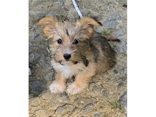 SKAI, Hund, Mischlingshund in Werneck - Bild 1