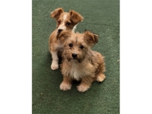 SKAI, Hund, Mischlingshund in Werneck - Bild 10