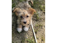 SKAI, Hund, Mischlingshund in Werneck - Bild 2