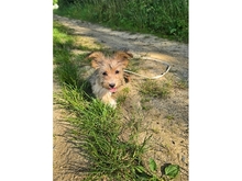 SKAI, Hund, Mischlingshund in Werneck - Bild 6