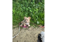 SKAI, Hund, Mischlingshund in Werneck - Bild 7