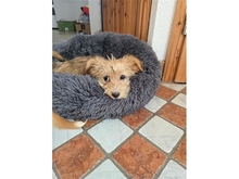 SKAI, Hund, Mischlingshund in Werneck - Bild 8