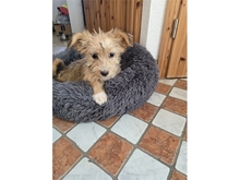 SKAI, Hund, Mischlingshund in Werneck - Bild 9