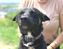 NERO, Hund, Mischlingshund in Slowakische Republik - Bild 1