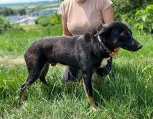 NERO, Hund, Mischlingshund in Slowakische Republik - Bild 2