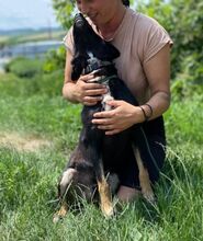 NERO, Hund, Mischlingshund in Slowakische Republik - Bild 3