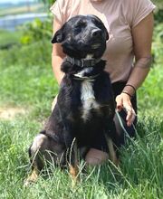 NERO, Hund, Mischlingshund in Slowakische Republik - Bild 4