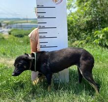 NERO, Hund, Mischlingshund in Slowakische Republik - Bild 5