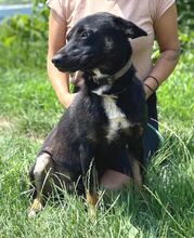 NERO, Hund, Mischlingshund in Slowakische Republik - Bild 7