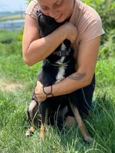 NERO, Hund, Mischlingshund in Slowakische Republik - Bild 8