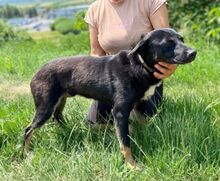 NERO, Hund, Mischlingshund in Slowakische Republik - Bild 9