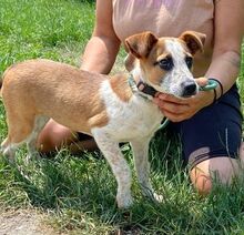 MARYLIN, Hund, Mischlingshund in Slowakische Republik - Bild 2