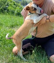 MARYLIN, Hund, Mischlingshund in Slowakische Republik - Bild 3