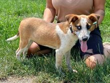 MARYLIN, Hund, Mischlingshund in Slowakische Republik - Bild 6