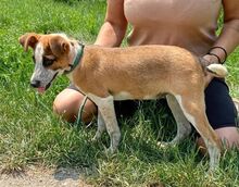 MARYLIN, Hund, Mischlingshund in Slowakische Republik - Bild 7