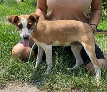 MARYLIN, Hund, Mischlingshund in Slowakische Republik - Bild 8