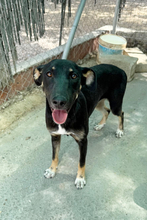 SUSHI, Hund, Mischling in Spanien - Bild 1