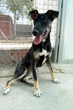 SUSHI, Hund, Mischling in Spanien - Bild 2