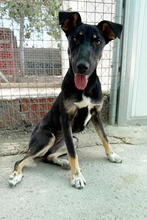 SUSHI, Hund, Mischling in Spanien - Bild 3