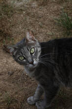 PEPA, Katze, EKH in Spanien - Bild 1
