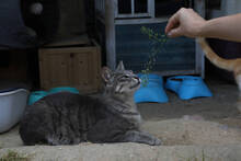 PEPA, Katze, EKH in Spanien - Bild 3