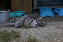 PEPA, Katze, EKH in Spanien - Bild 4