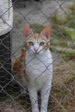 LUPITA, Katze, EKH in Spanien - Bild 1