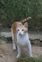 LUPITA, Katze, EKH in Spanien - Bild 2