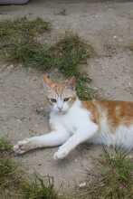 LUPITA, Katze, EKH in Spanien - Bild 3