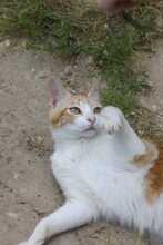 LUPITA, Katze, EKH in Spanien - Bild 4