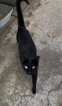 CLAVEL, Katze, EKH in Spanien - Bild 1