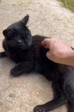 CLAVEL, Katze, EKH in Spanien - Bild 2