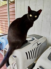 CLAVEL, Katze, Europäisch Kurzhaar in Spanien