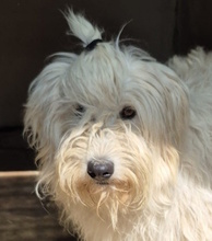 MALAGA, Hund, Mischlingshund in Italien - Bild 1