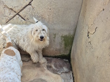 MALAGA, Hund, Mischlingshund in Italien - Bild 2