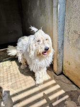 MALAGA, Hund, Mischlingshund in Italien - Bild 3