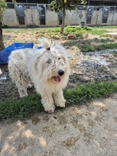 MALAGA, Hund, Mischlingshund in Italien - Bild 4